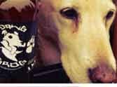 boneyard brewery launches beer for dogs