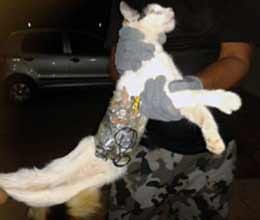 cat help prisioner to jail break arrested by guard