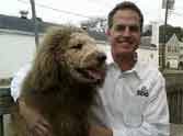 owner shaved pet hair helook like lion 