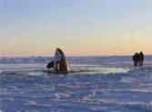 killer whales fight to live in snow filled sea