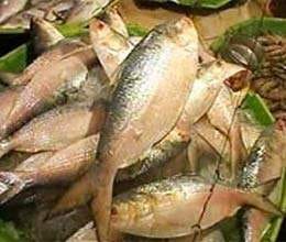 disaster has broken the backbone of Fishing