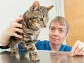 when kitten swallow tv antena 