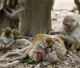 himachal govt disturbed by monkeys threat