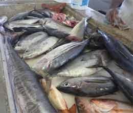 fisheries will be agriculture in uttar pradesh