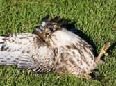owl ate coot so much and fall even cant' fly