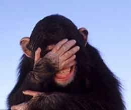gina zoo chimp addicted to porn says scientist 