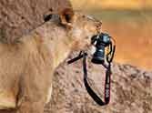 lioness gets up close and picked up photographer's camera in national park