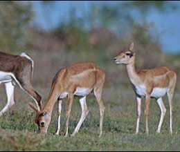 dogs kill 31 black buck in kanpur