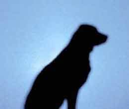 dog pick bag filledwith notes