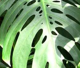 scientists discover why swiss cheese plants are full of holes