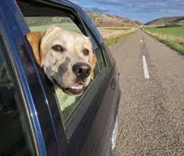 dog jump in car press ecseletor and car crush to man