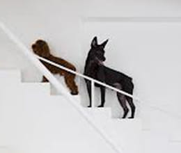 dog simon gives training to puppy for get down stairs