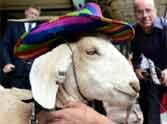 court free goat after beating flower-eating rap