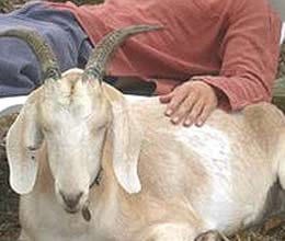 4 die in Bihar saving a goat