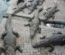 15000 crocodiles escape from flood