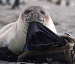 seal is caught on camera trying to swipe tourist wetsuit 