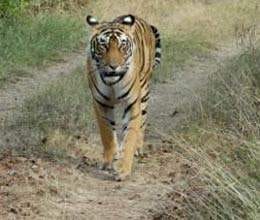 beena moves fearlessly in sariska