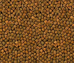 farmers will cultivating gram in less water