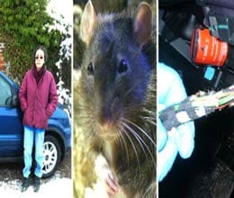 rats eat part of suffolk woman car