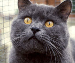 cats kill billions of animals every year