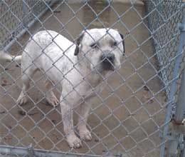 gay dog get death sentenced but rescued by animal lover