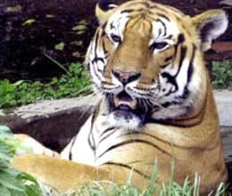 attacks prompt nepal to cap wildlife growth