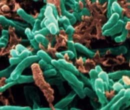 arunachal pradesh tribe helps in tb research breakthrough
