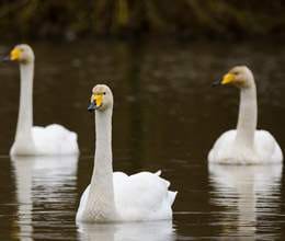 rare migratory bird spotted after 113 years in himachal