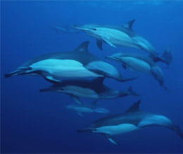 dolphins try to save dying companion