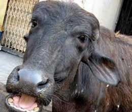 man kills dalit girl