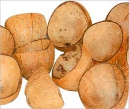 coconut shell exports increased