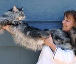 world longest cat dies in nevada
