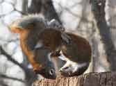 sqirral fight for food in canada