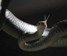 snake village china