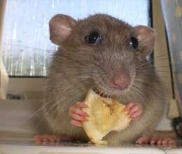 rats are creating problem in 225 crore ministry 