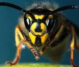 wasps v moths biocontrol uses nature against crop pests