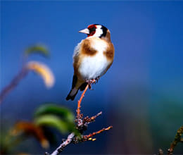 many birds species of asia are in danger