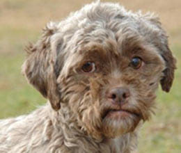 dog look like humen name tonik in us