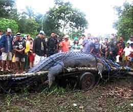 world largest captive crocodile dies in philippines