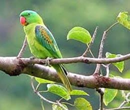 parrot sacrifice life for saving his owner life