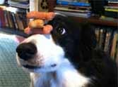 dog who can balance many things on her head