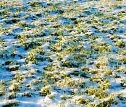 hail and rain damaged crops in rajasthan