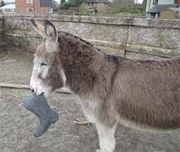 donkey lands acting role in essex opera