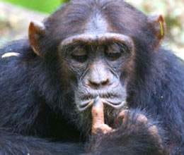 humans drug effective on chimpanzees