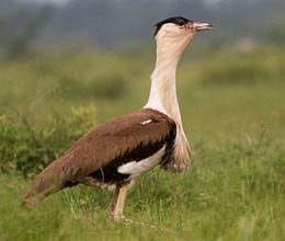 action plan to save great indian bustards