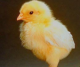 china little yellow chick app