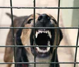 dog chew the baby's head and kill her 