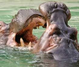 weird sex life of animals