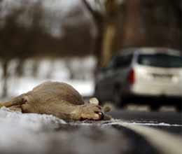 weird law that allowing motorists to eat animals they kill with cars