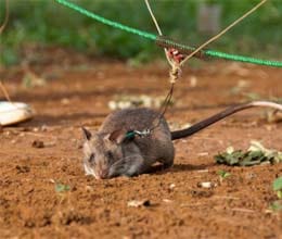 rats are fighting with landmines